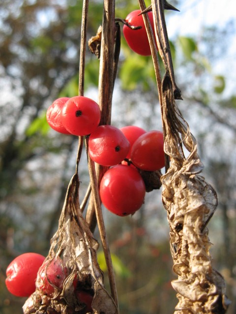 Dioscorea (=Tamus) communis / tamaro